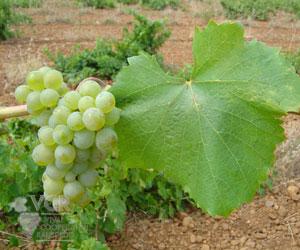 Rượu Vang Pháp Bourgogne Aligote Albert Bichot