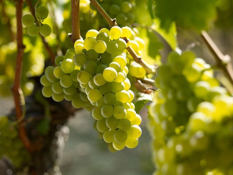 Rượu vang từ nho Sauvignon Blanc được chú ý bởi hương vị thơm ngon và sắc rượu lấp lánh