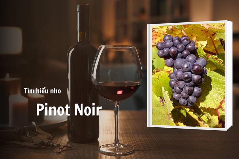 Tìm hiểu nhom Pinot Noir