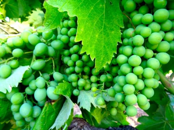Các giống nho phổ biến được sử dụng để làm rượu vang ngọt Bồ Đào Nha