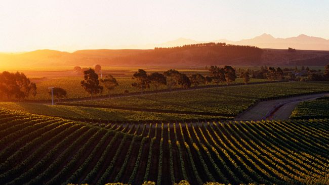 Vườn nho sản xuất rượu vang tại New Zealand