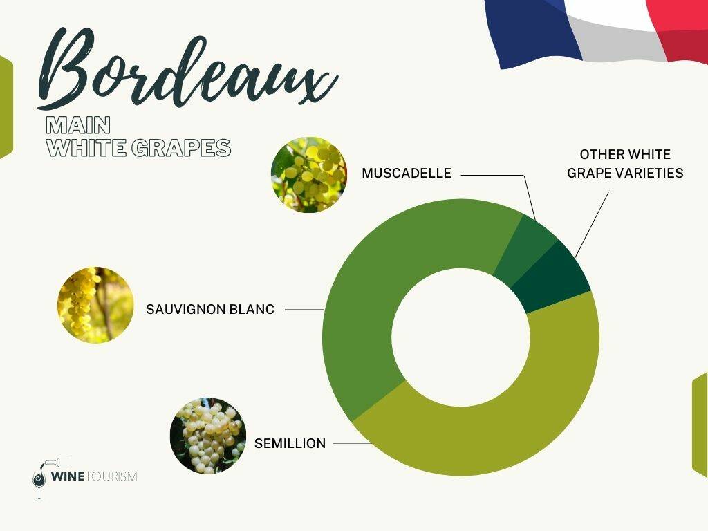 Các giống nho chính tại vùng rượu vang Bordeaux