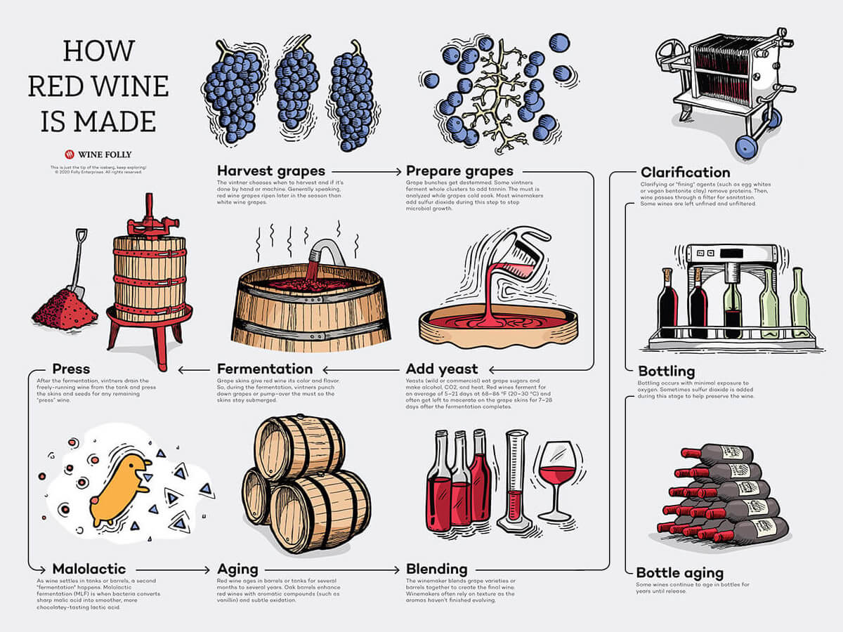 Các bước sản xuất rượu vang đỏ