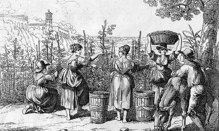 Lịch sử phát triển Champagne 