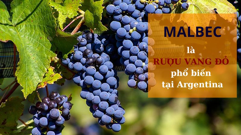 Rượu vang đỏ Malbec Argentina